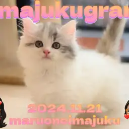 【 イマジュクグラム 】温厚レベル最上級レディ!白銀のゴージャスサイベリアン!