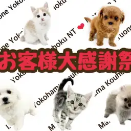 【 お客様大感謝祭開催中 】可愛いワンニャンのお迎えはマルワン横浜港北NT店で！