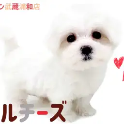 【 マルチーズ 】シルクのような被毛を持つ天真爛漫な白い天使が埼玉に舞い降りた
