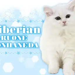 【 サイベリアン 】少しずつ好奇心が芽生えてきたクリームホワイトの男の子!