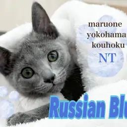 【 ロシアンブルー 】遊ぶの大好き！アッシュグレーのスレンダーボディ