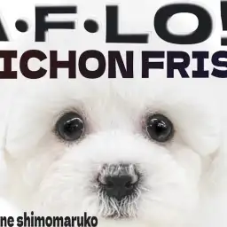 【 ビションフリーゼ 】可愛さの集大成！大きな瞳に丸いフォルムが愛らしい女の子