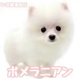 【 ポメラニアン 】輝く純白ボディ！雪の精のように可愛い白ポメがやってきた！