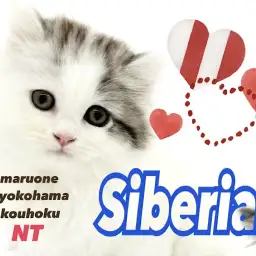 【 サイベリアン 】猫界のテディベア！抱き心地抜群優しいカラーの女の子