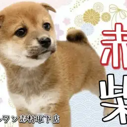 【 柴犬 】上品な風格漂うこれぞ大和撫子美人!和犬を代表する赤柴ちゃん!
