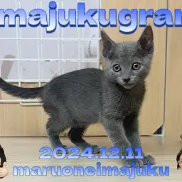 【 イマジュクグラム 】ブルーの被毛をまとった甘いマスクのロシアンブルー登場！