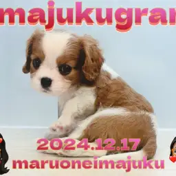 【 イマジュクグラム 】速報!ブレンハイムのキャバリアの女の子が聖地に降臨!