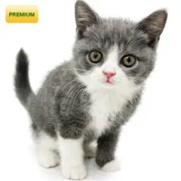 ブリティッシュショートヘア