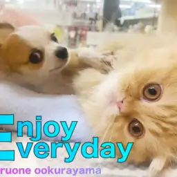 【 スコティッシュフォールド 】フレンドトレーニング！お相手はワンコ？！