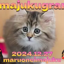 【 イマジュクグラム 】爆毛ブラウンタビーの被毛が美しいサイベリアンの女の子!