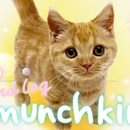 【 マンチカン 】生後4ヶ月半を迎え愛嬌たっぷり！癒し度満点に成長中！