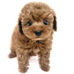 トイ・プードル