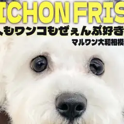 【 ビションフリーゼ 】アフロ犬の成長記録！人や犬が大好きでフレンドリーな女の子