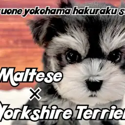 【 MIX 】人見知りゼロ！超フレンドリーなぬいぐるみ感満載のミックス犬