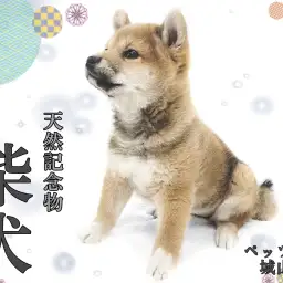 【 柴犬 】ほのぼのしたのんびり屋さん、注目度No.1柴ちゃんの登場です!