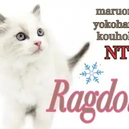 【 ラグドール 】息を飲む美しさ！マルワンプレミアム認定ラグドールの美猫ちゃん