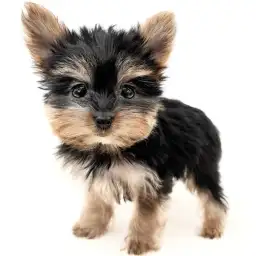 ヨークシャーテリア