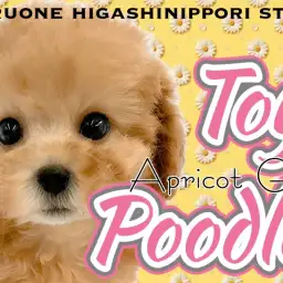 【 トイプードル 】愛情表現爆発アイドル!究極の癒し系アプリコットの女の子