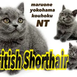 【 ブリティッシュショートヘア 】どっしり安心感のあるヌイグルミにゃんこ