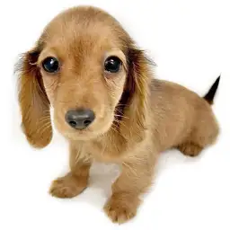 カニンヘン・ダックスフント