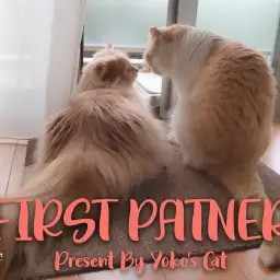 【 ファーストパートナー 】マルワン横浜今宿店スタッフ的場の愛猫物語！