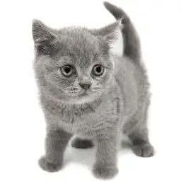 ブリティッシュショートヘア