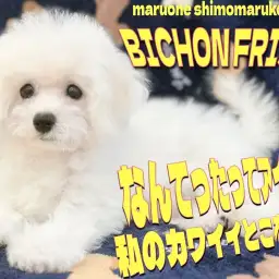 【 ビションフリーゼ 】可愛さ溢れるアイドルアフロ！モデル犬も夢じゃない？