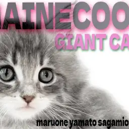 【 メインクーン 】堂々たる風格と心優しく懐っこい大型猫との性格は夢の様な毎日!