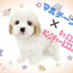 【 マルチーズ×キャバリア 】最強ビジュアルは必見!激レアMIXマルキャバ降臨!