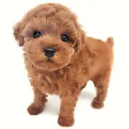 トイ・プードル