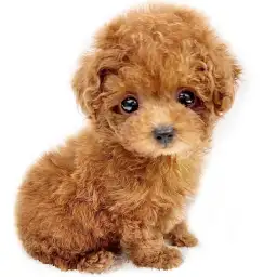 トイ・プードル