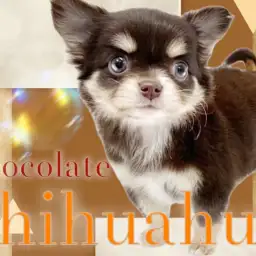 【 チワワ 】濃いめのチョコレートカラー！小さな体に可愛さと幸せが詰まった女の子