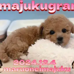 【 イマジュクグラム 】マルチーズとトイプードルのMIX!目ヂカラ最強マルプー!