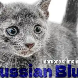 【 ロシアンブルー 】優しきおちゃめな王子様!色濃く美しい被毛が際立つ男の子