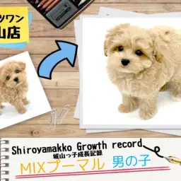 【 MIX  】プーマルの 城山っ子成長報告！2024年12月9日