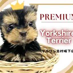 【 ヨークシャーテリア 】これぞプレミアム！小豆サイズのたぬき顔ヨーキー入店！