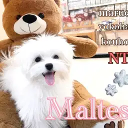 【 マルチーズ 】お散歩デビュー目前！生後4ヶ月のマルちゃんセカンドブログ！