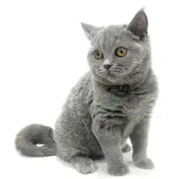 ブリティッシュショートヘア