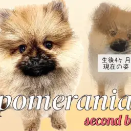 【 ポメラニアン 】生後4ヶ月!新しい事に挑戦したポメちゃんの成長にご注目!