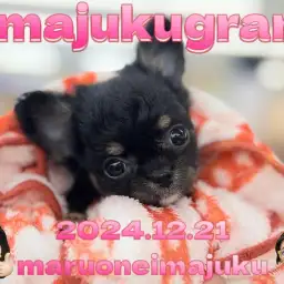 【 イマジュクグラム 】生後2ヶ月で540g！小さめチワワの女の子が聖地に降臨！