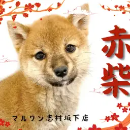 【 柴犬 】穏やかな性格で誰もが癒される。癒し要素満載の赤柴ちゃんが仲間入り!