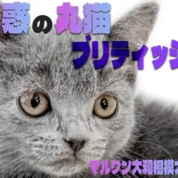 【 ブリティッシュショートヘア 】ムチッとBODYの癒し系！全てが丸い愛嬌家