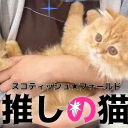 【 スコティッシュフォールド 】スタッフ激推のスコにゃんの推しポイントをご紹介！