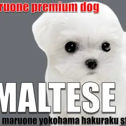 【 マルチーズ 】マルワンプレミアム認定！小柄で整ったルックスのぬいぐるみわんこ