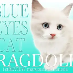 【 ラグドール 】2024年最高クラスの甘えん坊イケメン！ラグドールくん登場！