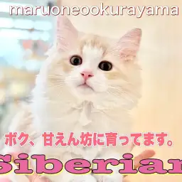 【 サイベリアン 】デレニャン確定!甘えん坊に育てるコツお答えいたします!