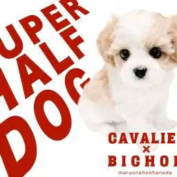 【 キャバション 】注目度ナンバーワン!最上級に愛らしいレアMIXちゃんが降臨!