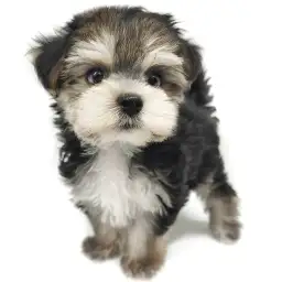 MIX（マルチーズ×ヨークシャーテリア）