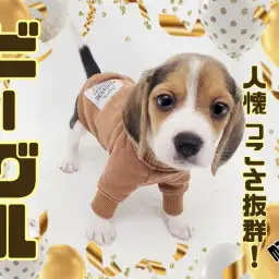 【 ビーグル 】抜群の人懐っこさ!もっちりボディのあまえんぼな女の子参上!
