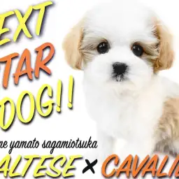 【 マルキャバ 】オリジナリティ溢れる次世代スター!キャバリア系MIXが登場